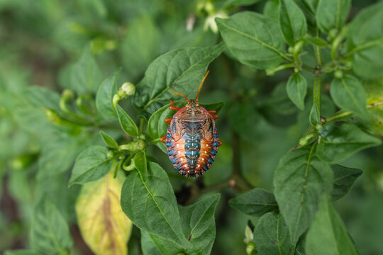 Stink bug insect