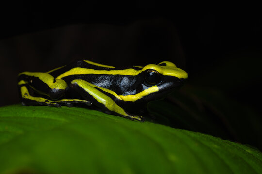 Green Vibrant Posion Frog Exotic Wildlife