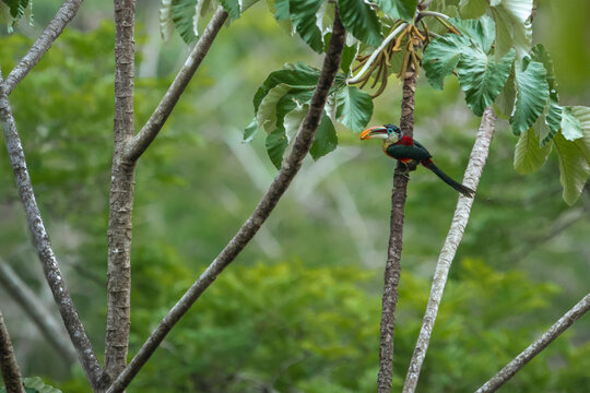 Toucan in nature. Curl-crested aracari