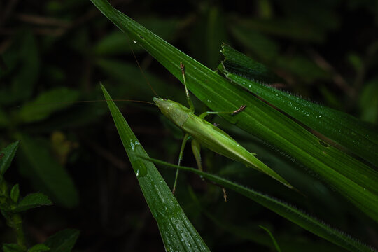 Katydid insect camouflage 