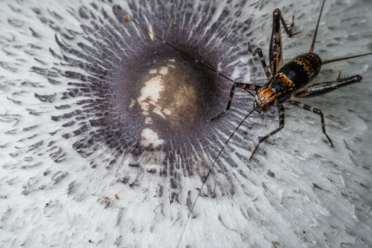 Insect in mushroom close up
