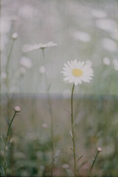 Chamomile In The Meadow