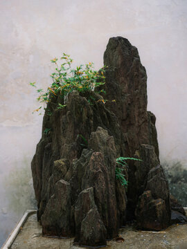Bonsai tree in oriental garden 