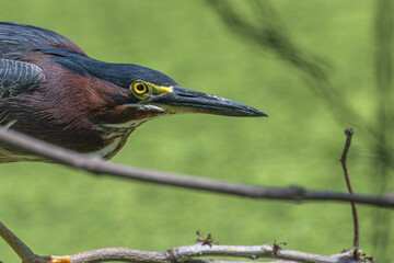 Portrait of a green heron in profile.