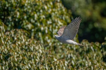 グリーンバックに颯爽と飛ぶオオタカ(実写)
