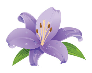 Elegant Purple Lily Flower Isolated Artwork
