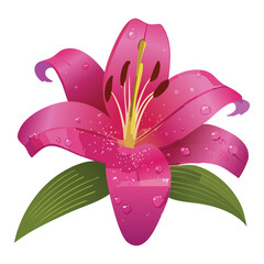Rich Pink Lily Flower with Dew Drops