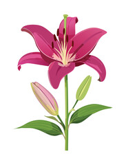 Elegant Purple Lily with Budding Flowers and Leaves
