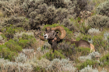Bighorn sheep close up with large horns in New Mexico mountains in the background