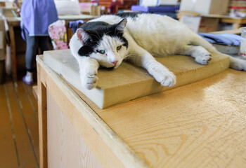 A cat that lives in a match factory.