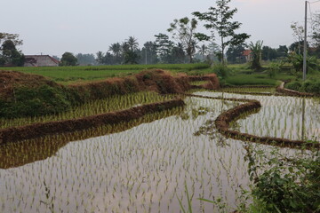 rice field