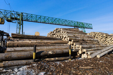 Wood used to make matches.
