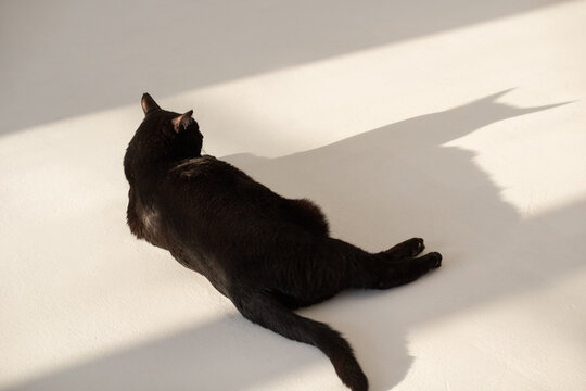 Cat lying on white floor with Batman silhouette 
