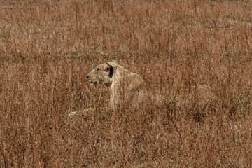 Lioness Hunting in Savanna Grasslands in Zambia