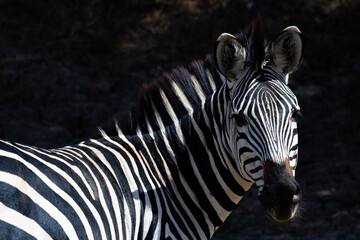Close-Up of a Zebra in South Luangwa, Zambia