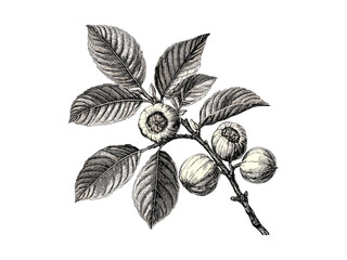 Walnut tree engraving, vintage botanical sketch, hand-drawn walnut leaves, rustic eco-friendly print, black sketch art, retro tree decor, old engraving style, trendy nature illustration