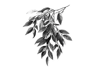 Willow tree leaves engraving, vintage hand-drawn botanical sketch, rustic woodland decor, eco-friendly nature print, black sketch, old engraving style, trendy retro tree art, natural illustration © Vintage Studio