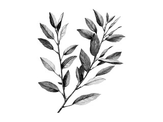 Vintage willow tree branches, hand-drawn sketch, rustic botanical print, old engraving style, eco-friendly nature decor, retro design, willow tree leaves, black line art © Vintage Studio