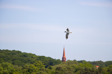 Seagull flying in the clear blue sky on a sunny day. The bird has white feathers with gray wings,...