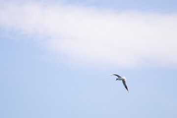 Seagull flying in the clear blue sky on a sunny day. The bird has white feathers with gray wings,...