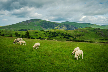Several young adult sheep graze on a lush green pasture along a gentle farmyard slope, with layered...
