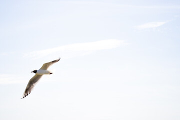 Seagull flying in the clear blue sky on a sunny day. The bird has white feathers with gray wings, captured mid-air against a bright, cloudless background.