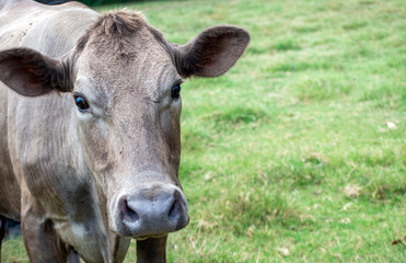 Curious cow