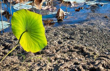 Drought killing lotus leaves