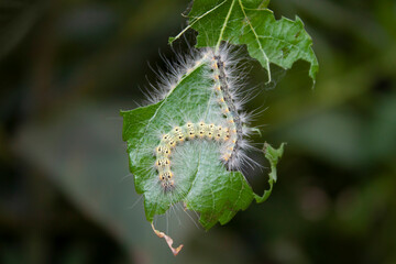 green eaten leaf of a mulberry tree, eaten by caterpillar, close-up