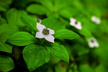 Wild plant Сrow's eye flowers in sping. Close up picture. 