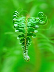 Young curly fern leaf against green background out of focus. 