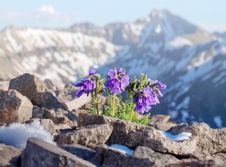 Mountain landscape with flowers. Sky Pilot purple flowers in bare rocks against snowy mountains. Cottonwood Pass. Colorado. USA