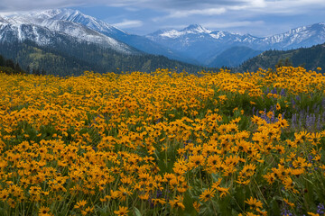 Meadow of yellow flowers against snowy mountains. Arnica or Balsamroot blooming near Leavenworth. WA. USA