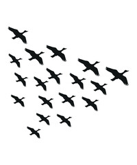 Flying Birds in V Formation Silhouette Vector, Migrating Flock of Birds in Flight, Nature and Wildlife Graphic