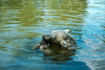 Fototapeta premium Polar bear swimming and playing in the water