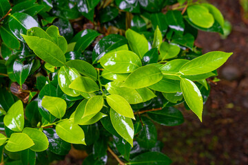 Shrub with lush, shiny green leaves in different shades of hydrangea. shrub with lush, shiny green leaves in different shades of hydrangea on the Azorean island of Santa Maria, Portugal