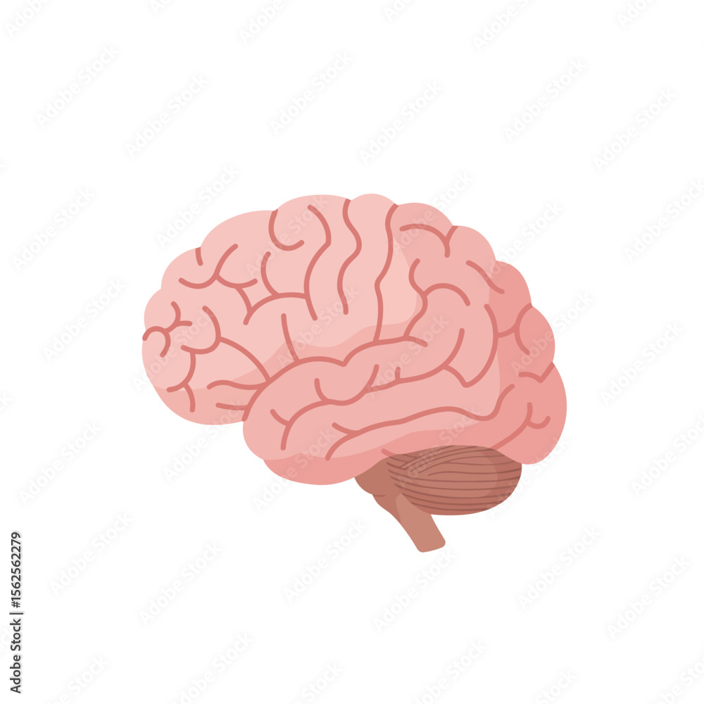 Poster anatomical illustration of the human brain showing the cerebrum cerebellum and brainstem in detail r