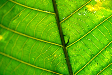Macro shot of green foliage as background