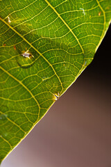 Macro shot of green foliage as background