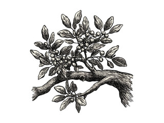 Vintage hand-drawn engraving of mistletoe on oak tree, botanical print, oak bark texture, holiday nature decor, woodland flora illustration, retro black sketch, classic engraving style