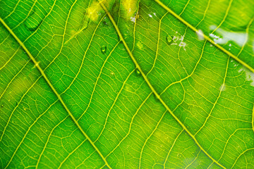 Macro shot of green foliage as background