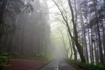 Fontinhas road with dense vegetation on a foggy day in a mysterious environment on the Azorean island of Santa Maria-Portugal © Pedro Emanuel 
