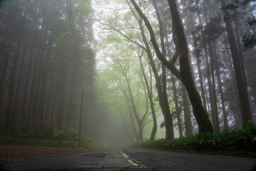 Obraz premium Fontinhas road with dense vegetation on a foggy day in a mysterious environment on the Azorean island of Santa Maria-Portugal