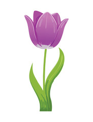 Elegant Purple Tulip Simple Spring Blossom