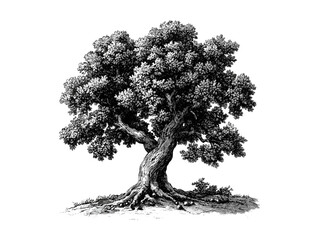 Vintage hand-drawn engraving of oak tree trunk, acorn, oak bark texture, botanical art, rustic woodland decor, eco-friendly print, old black sketch, retro nature illustration © Vintage Studio