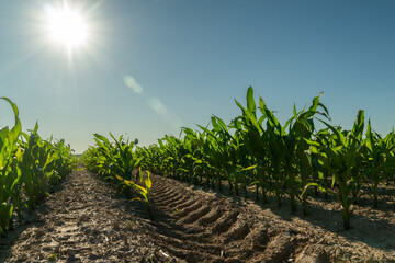 In bright daylight, a cornfield stretches under a clear blue sky. The vibrant green plants grow in...