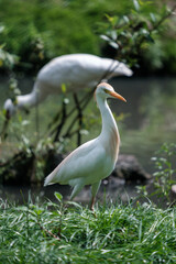 Western cattle egrets near water