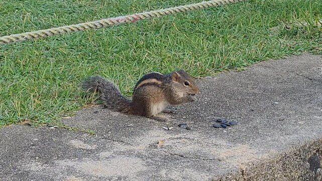 Sri Lanka. People treat palm squirrels with seeds. The palm squirrel (lat. Funambulus palmarum) is a rodent from the squirrel family.