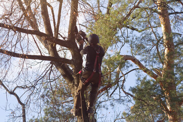A man saws branches at a height climbing a tree