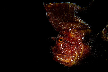 Leaf Scorpionfish Portrait